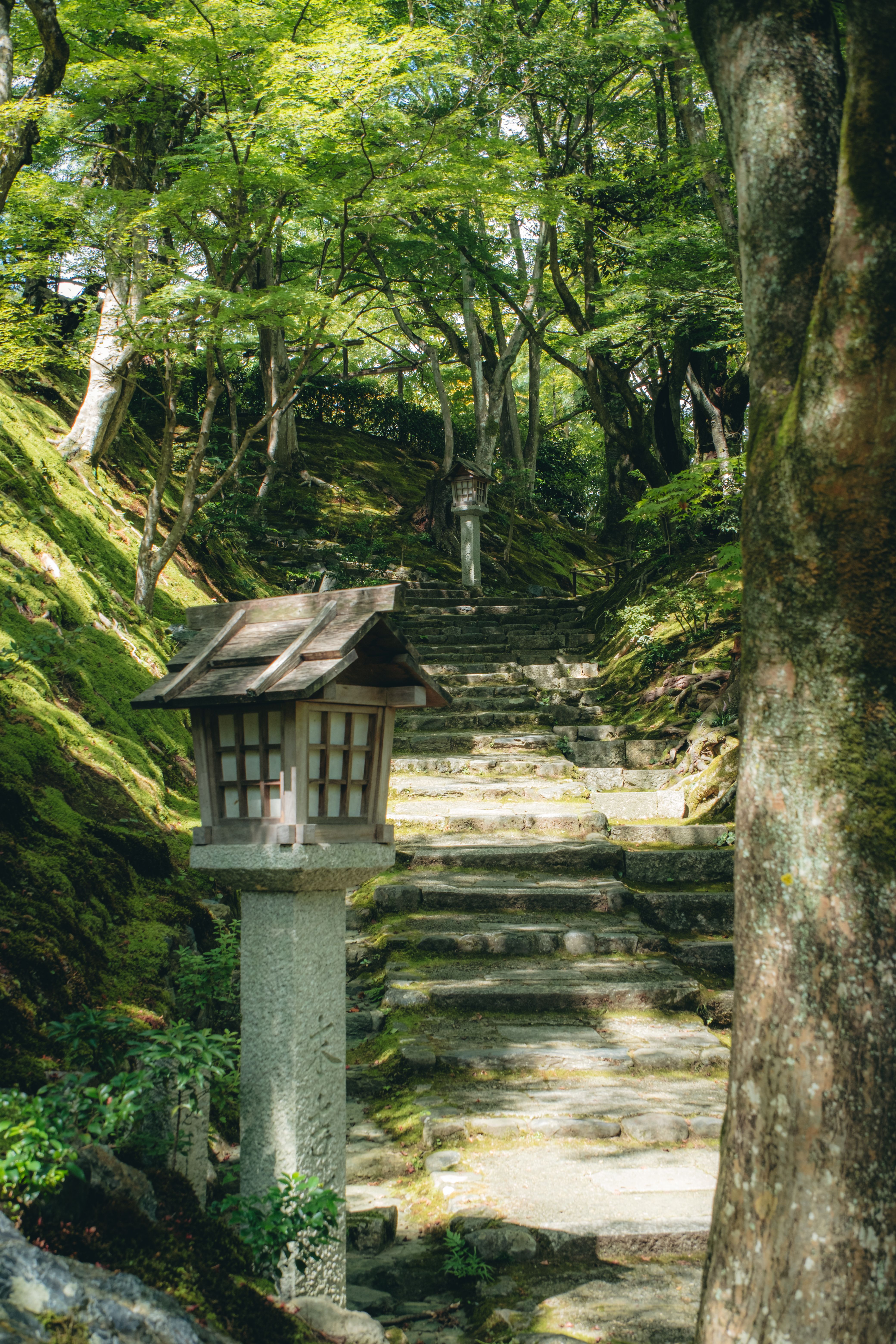 Serene Pathway in Japanese Garden · Free Stock Photo