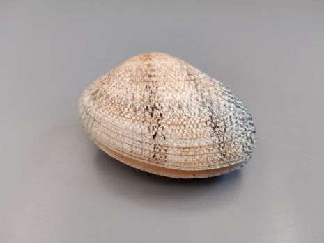 Detailed close-up of a textured seashell placed on a gray background, ideal for design use.