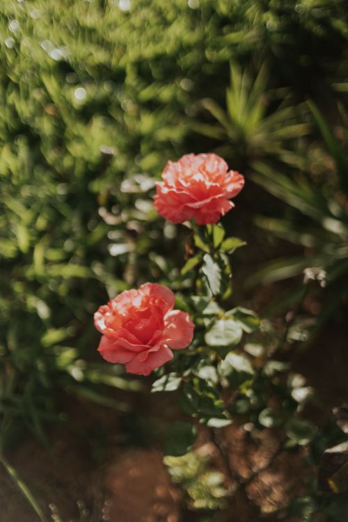 Free Beautiful pink roses flourishing in a sunny garden setting, showcasing vibrant colors. Stock Photo