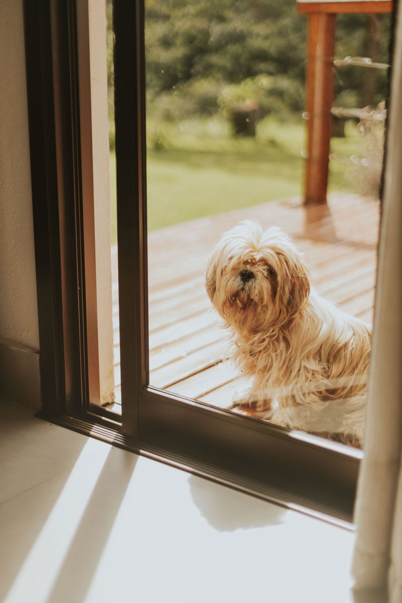 Shih Tzu standing on a sunny deck peering through a glass door, waiting to be let inside