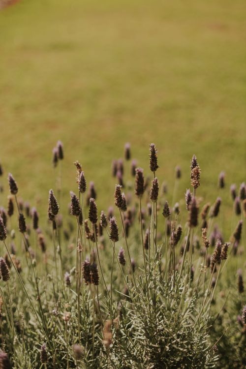 Free A close-up of lavender flowers in a field with a lush green background, evoking tranquility. Stock Photo