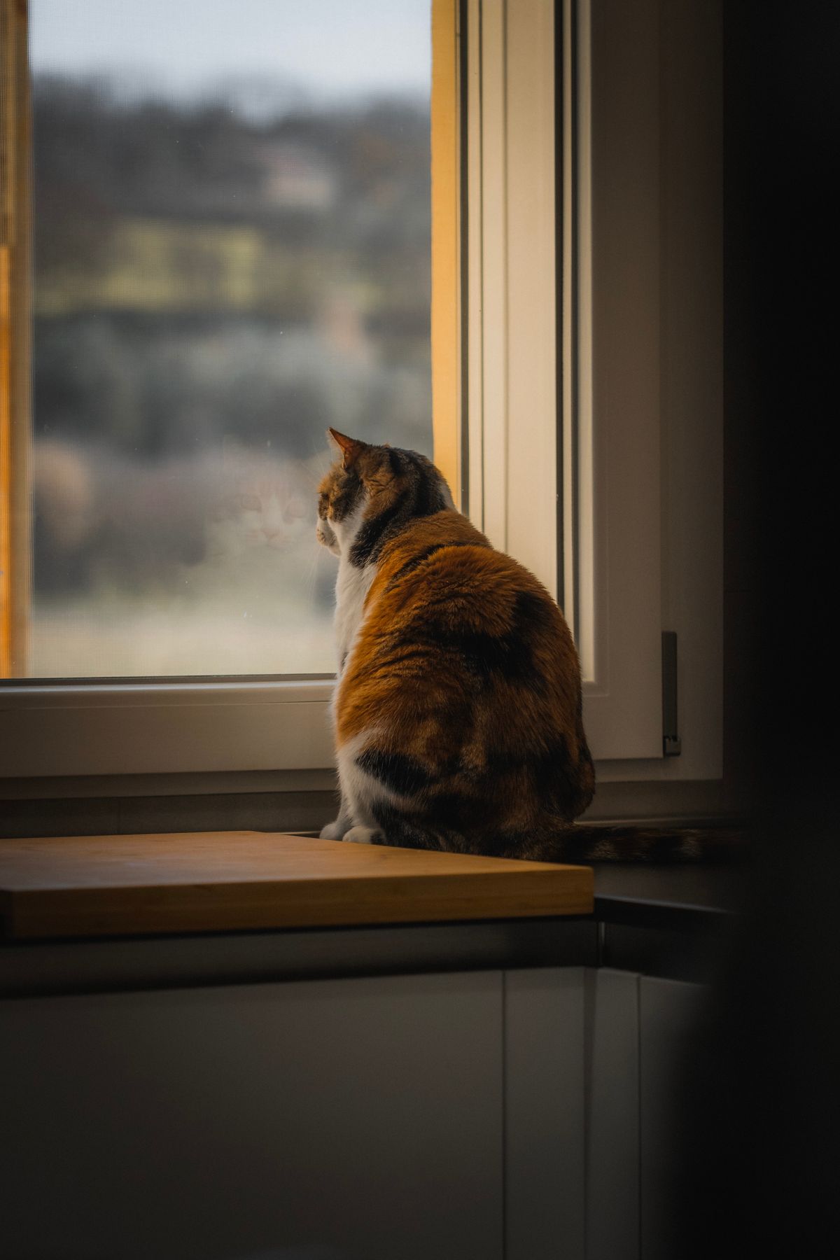 My Cat Chirp at Birds Through the - PawPrintHub visual guide 3