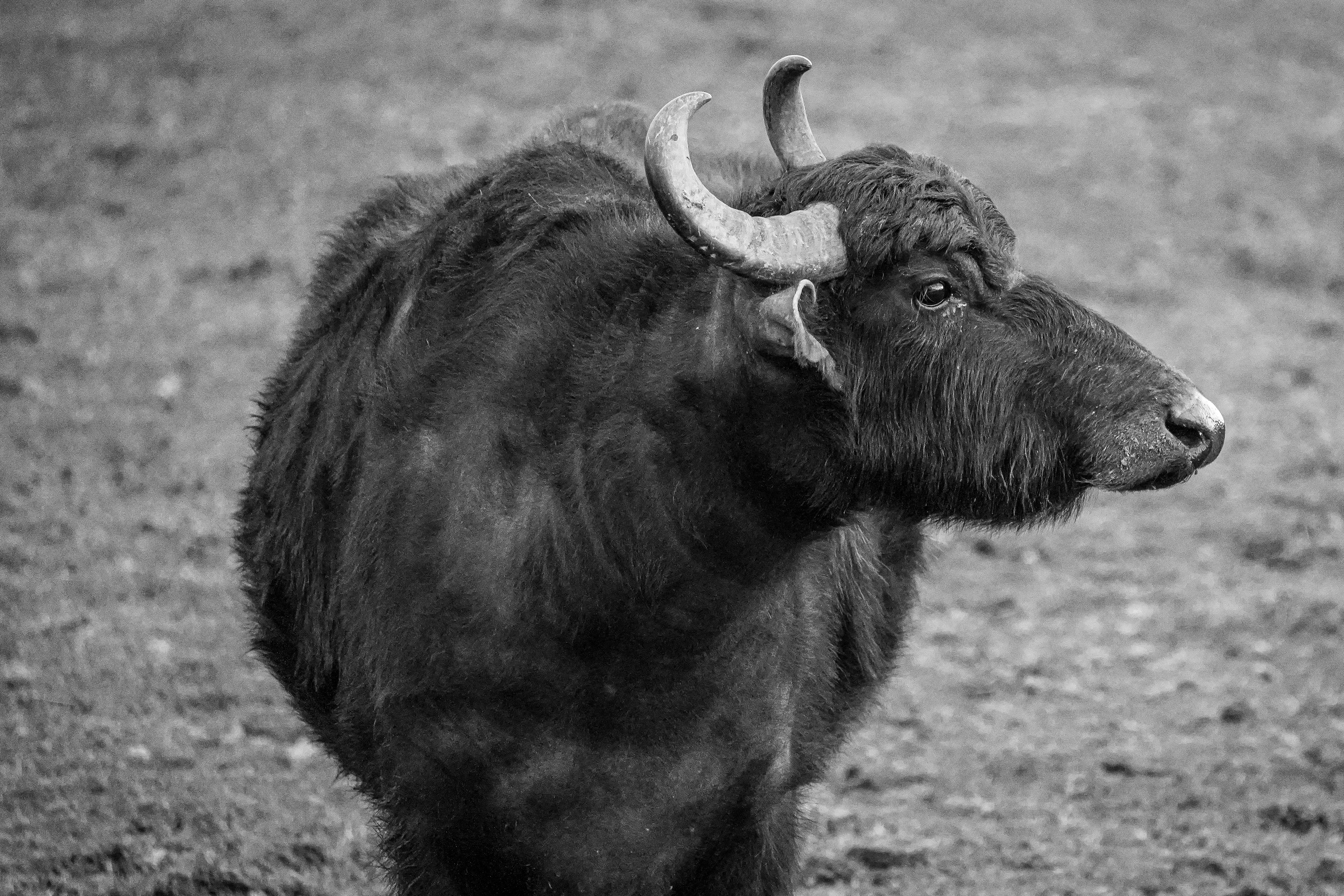 Gratuit Photos gratuites de agricole, agriculture, animal Photos