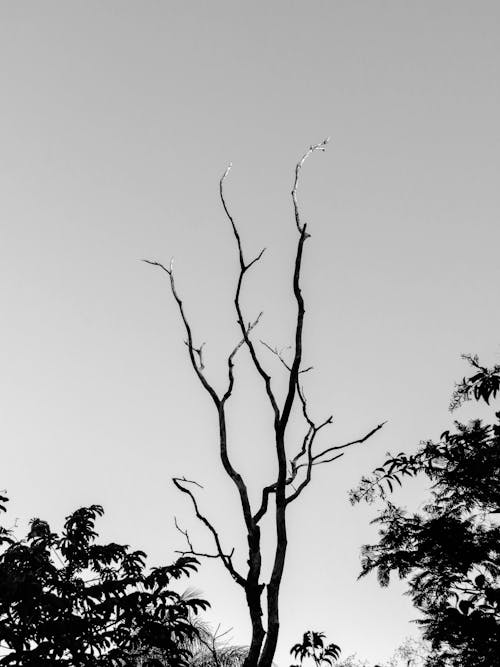 คลังภาพถ่ายฟรี ของ ขาวดำ, ซิลูเอตต์, ต้นไม้