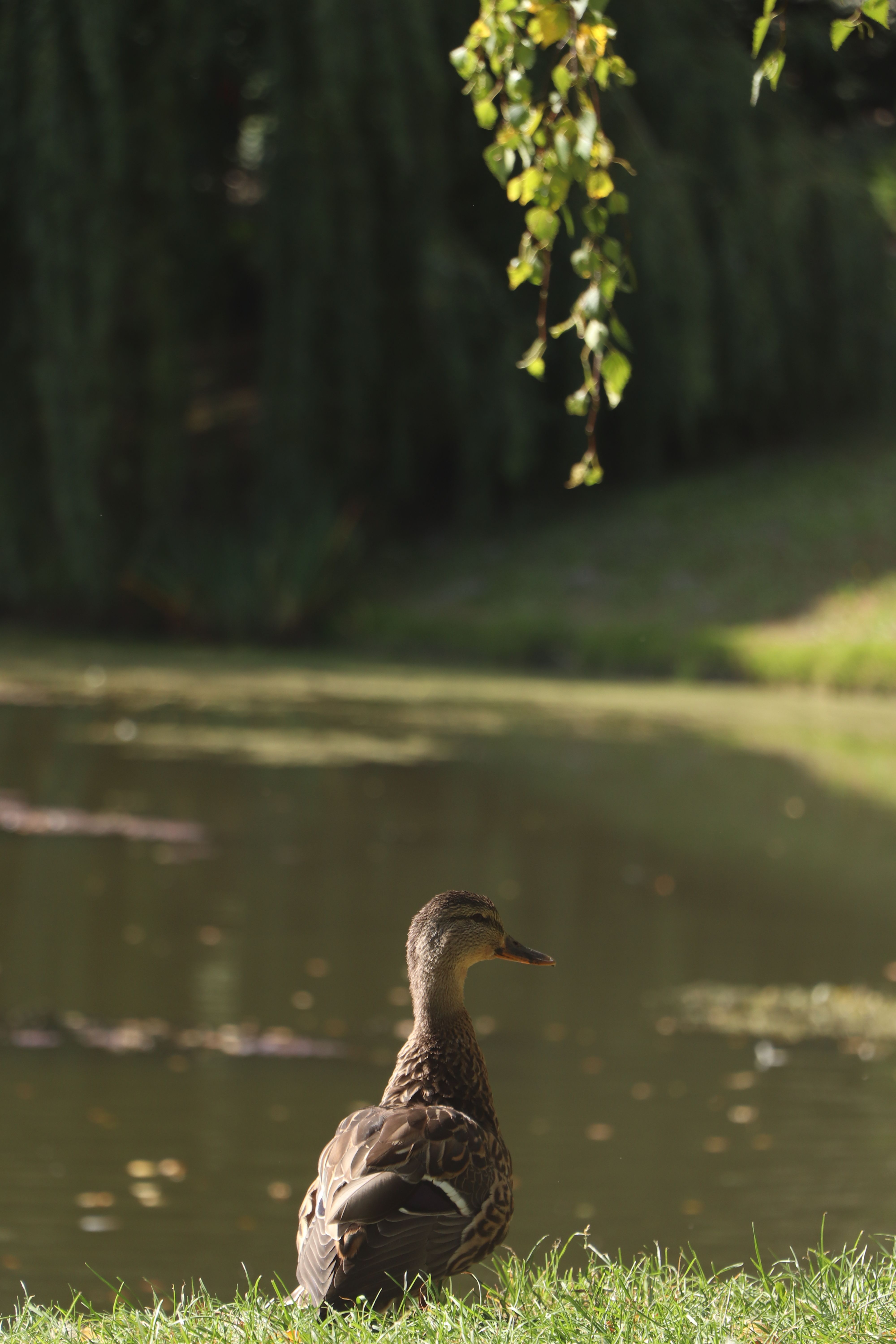 Duck Resting by a Scenic Pond on a Sunny Day · Free Stock Photo