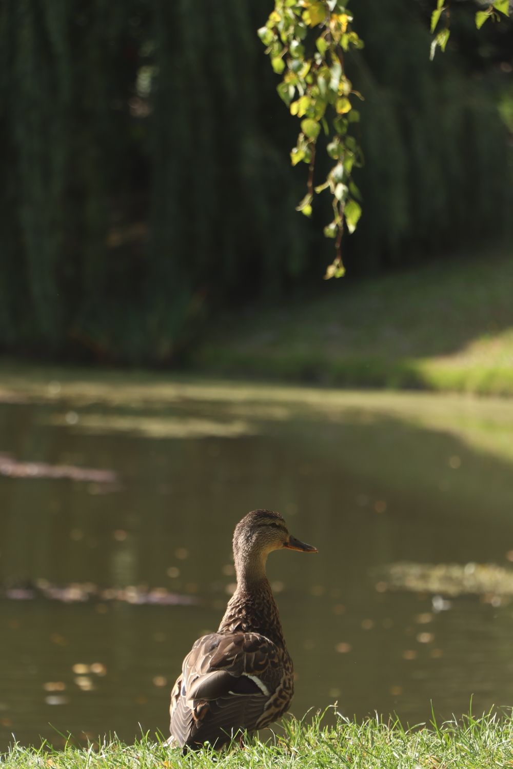 Duck Waving Duck Resting by a Scenic Pond on a Sunny Day · Free Stock Photo