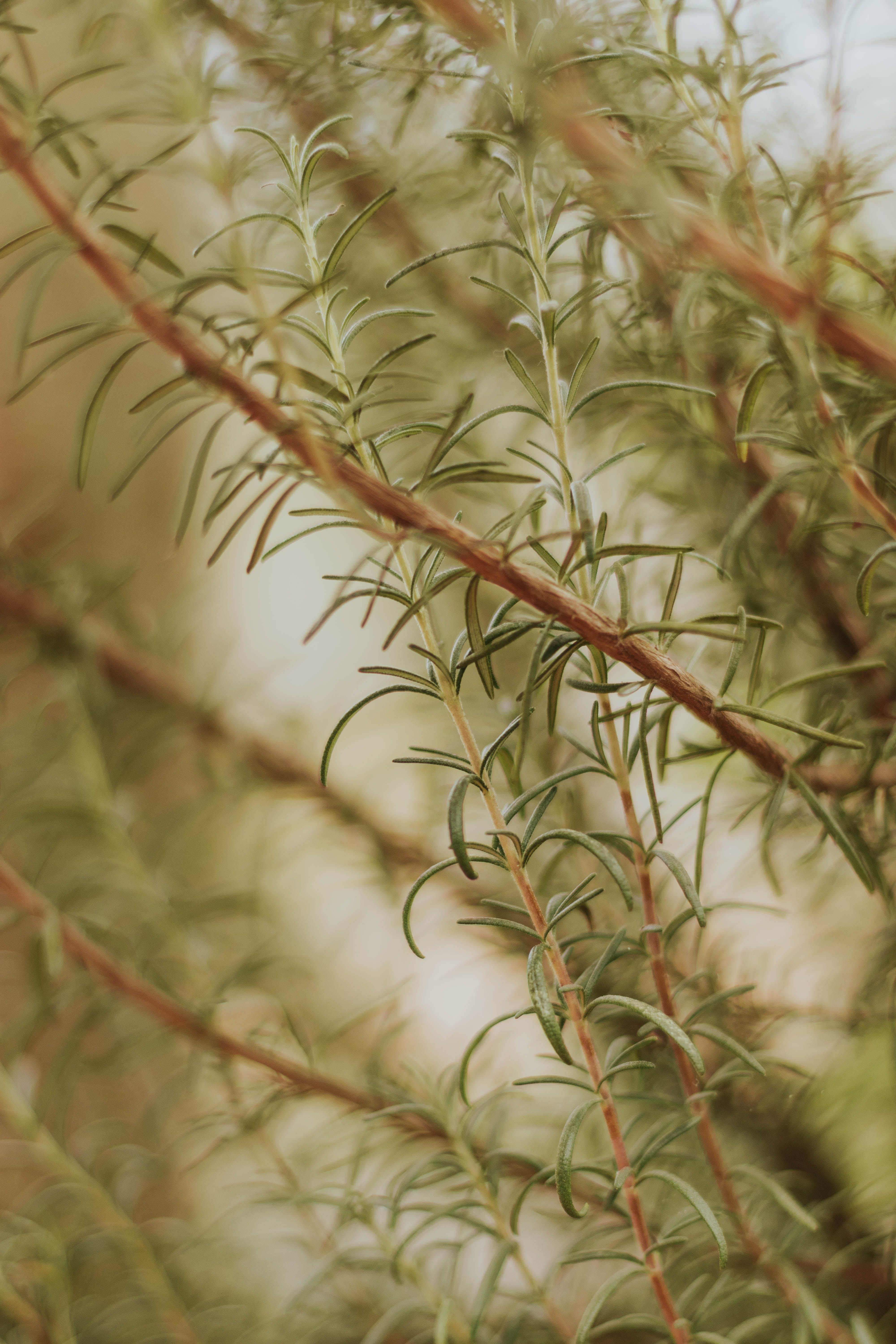 Fresh green Rosemary herb