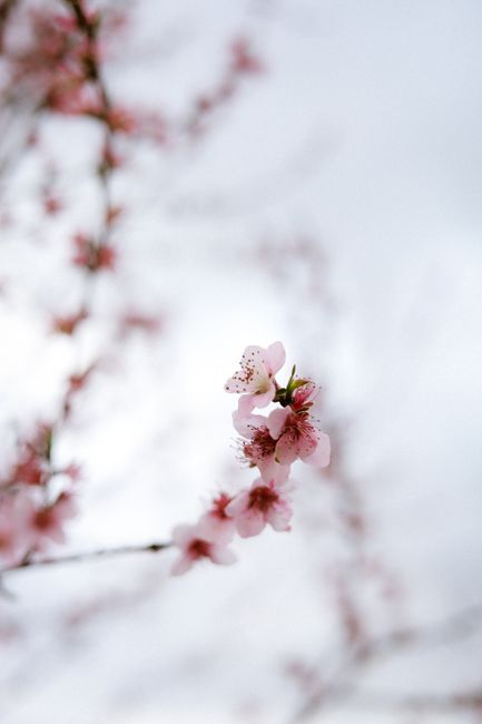 Delicate pink cherry blossoms captured in close-up against a soft, blurred background.