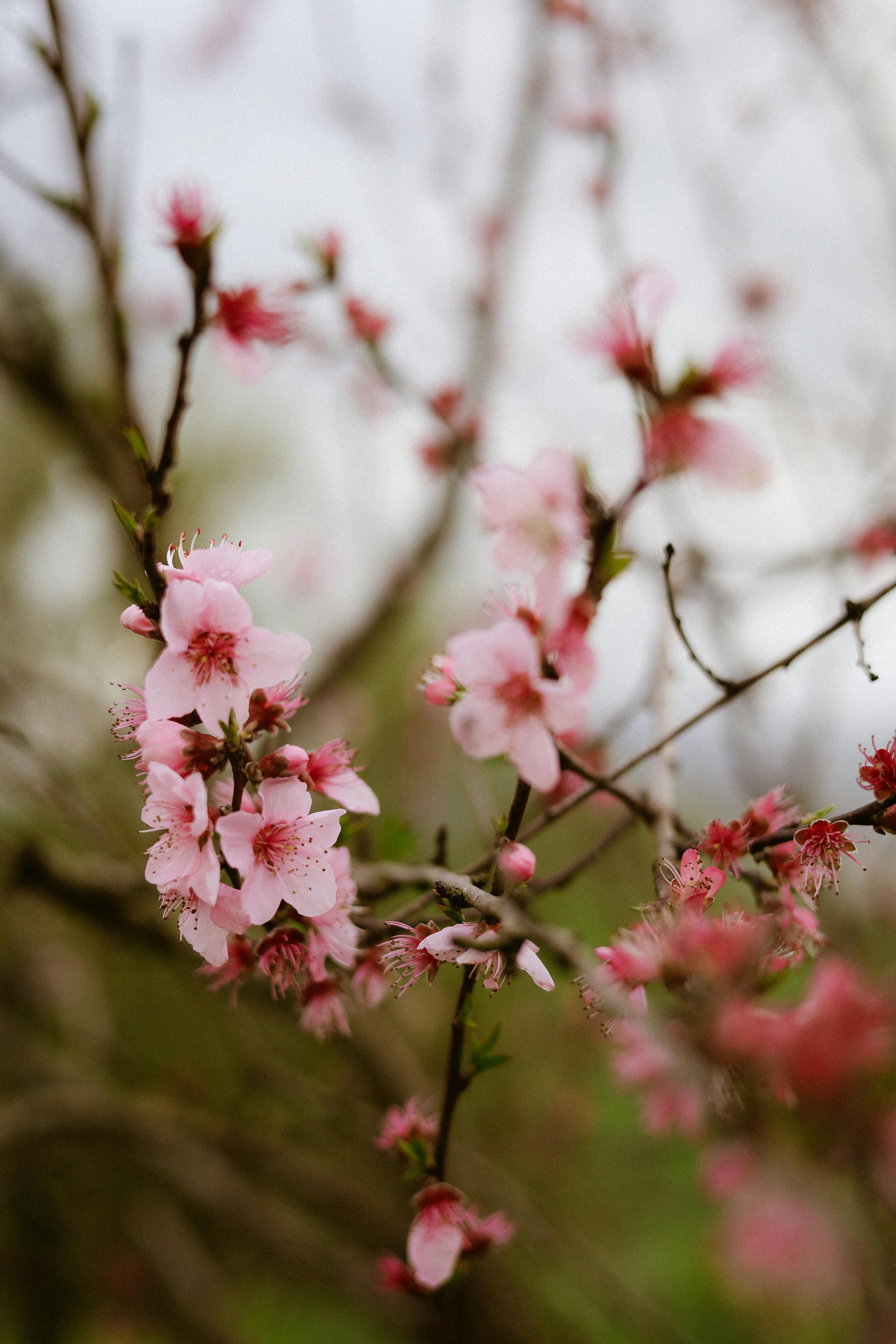 Pink cherry blossoms in full bloom create a serene spring scene outdoors.