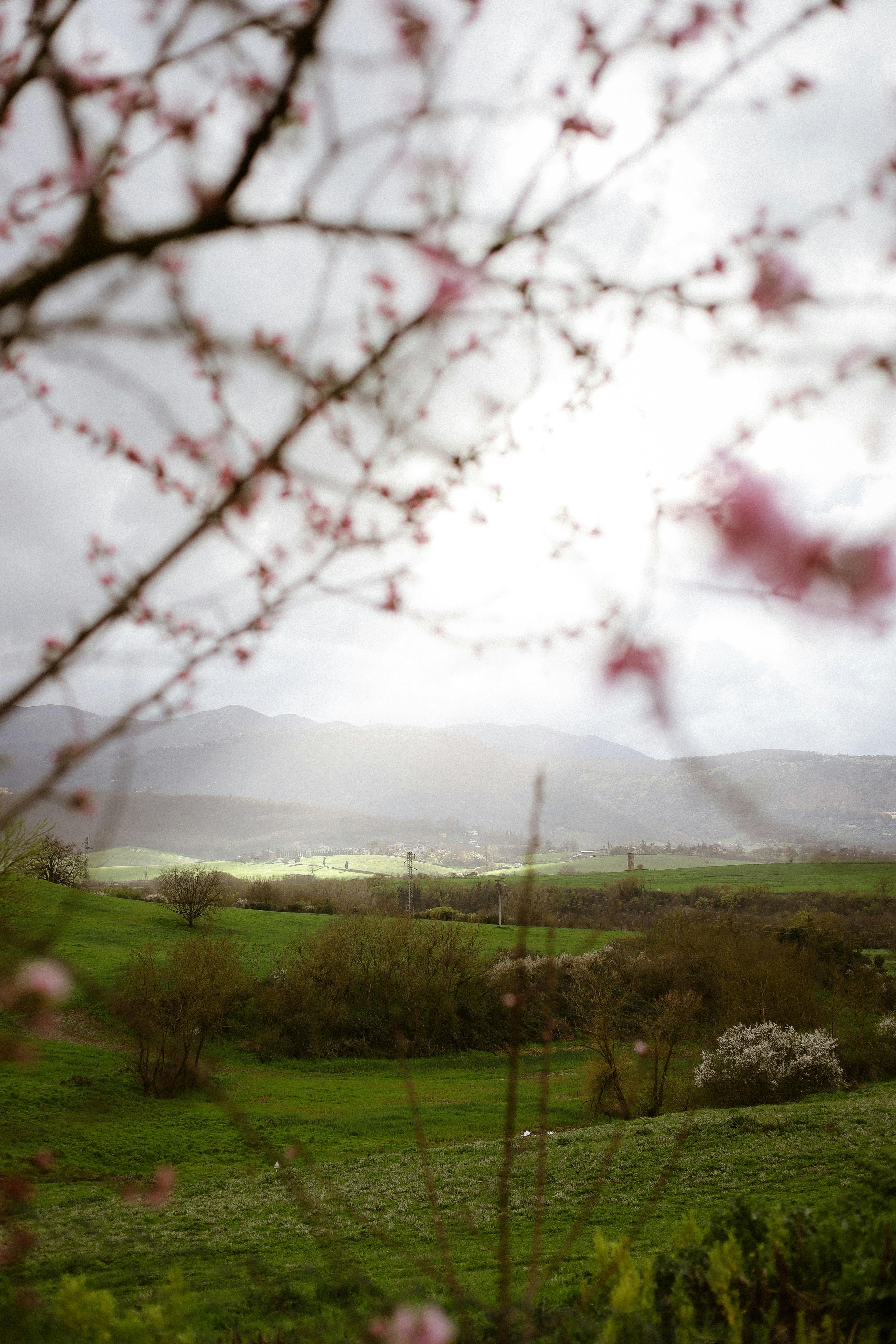 Lush green landscape under a cloudy sky with blooming cherry blossoms framing the view.