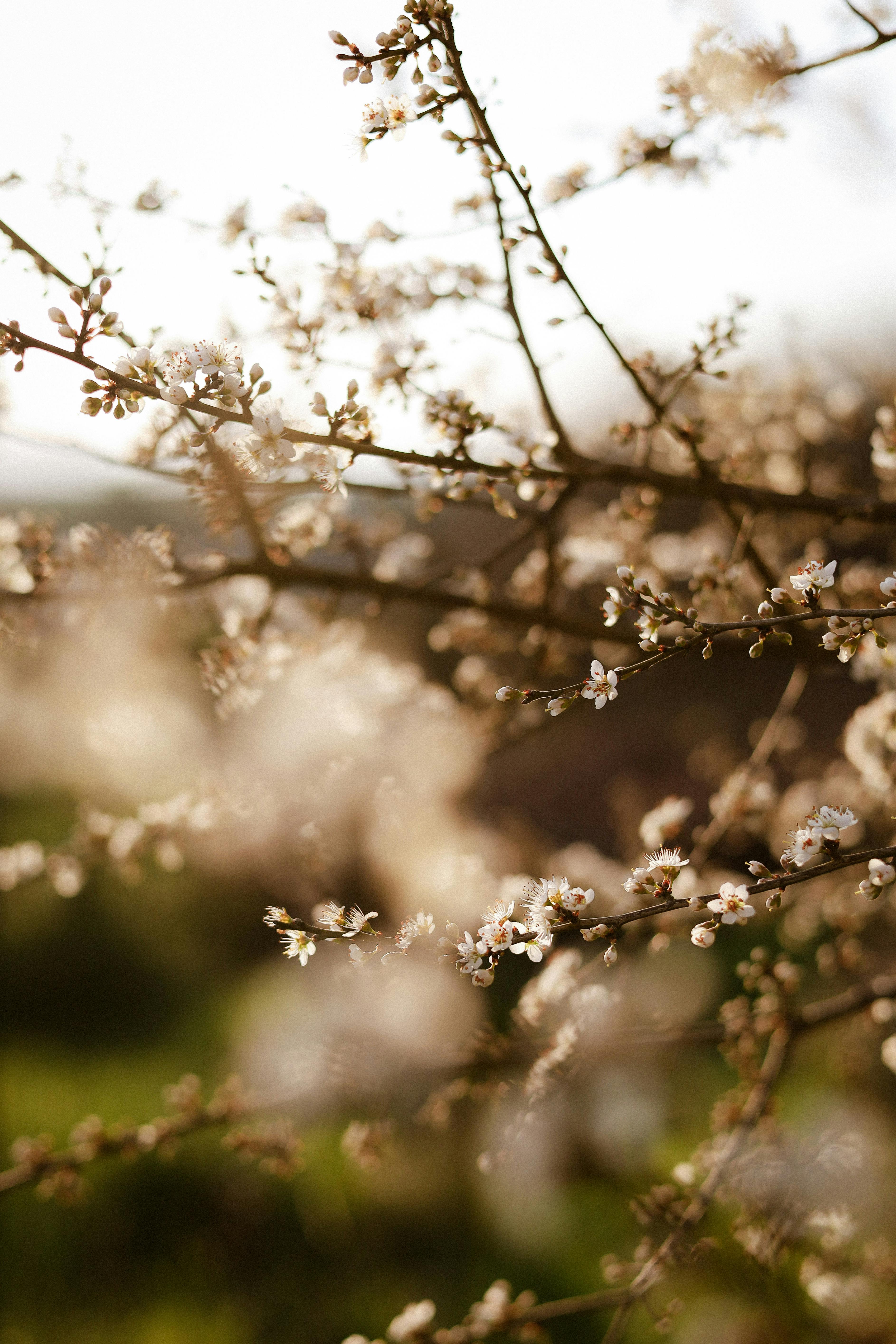 Soft focus image of spring blossoms on tree branches, bokeh background.