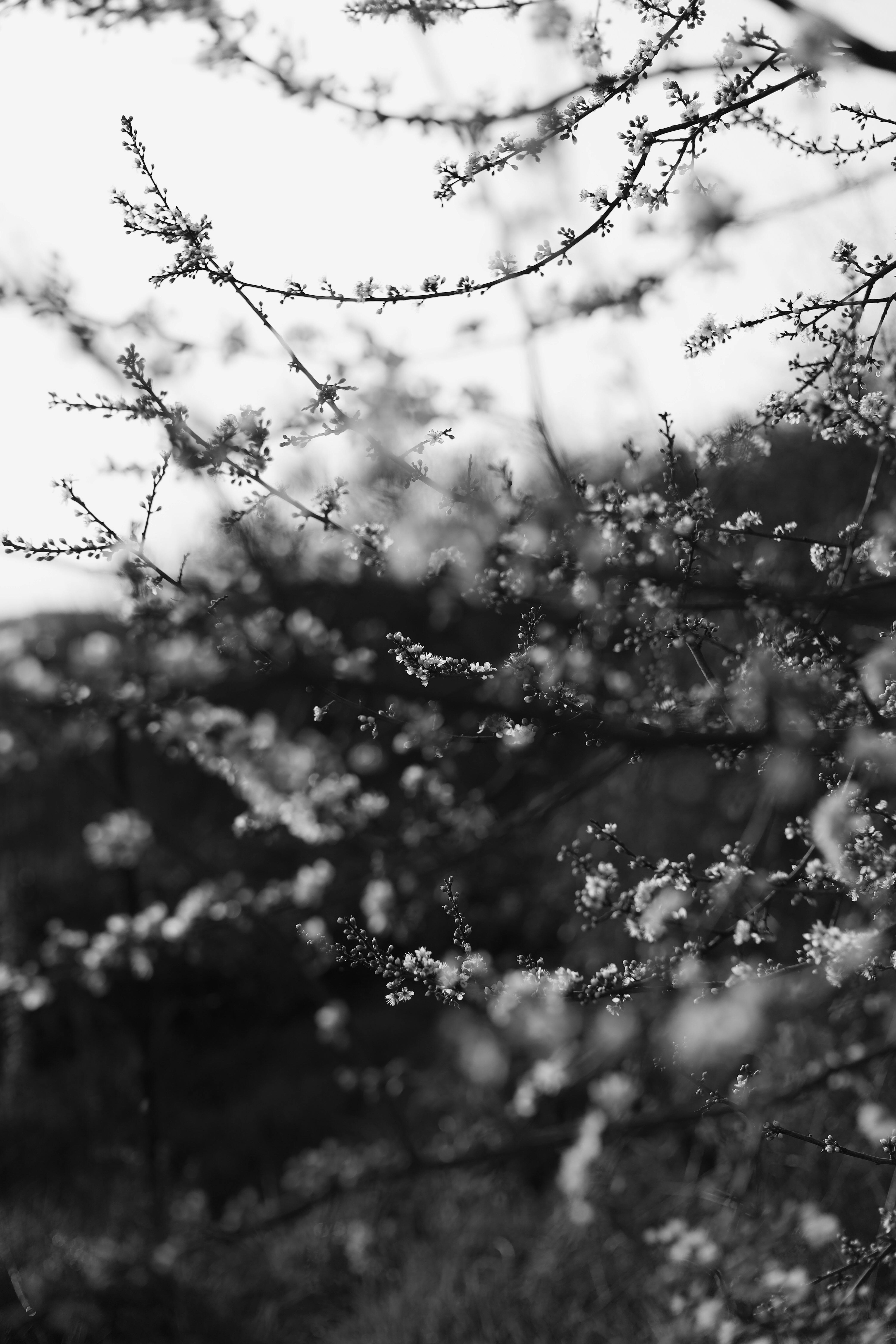 Artistic black and white photo of blossoming branches, evoking a serene spring mood.