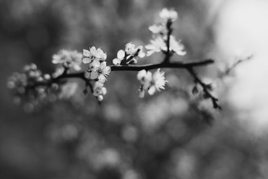 Artistic black and white photograph of a blossoming branch with soft focus background.