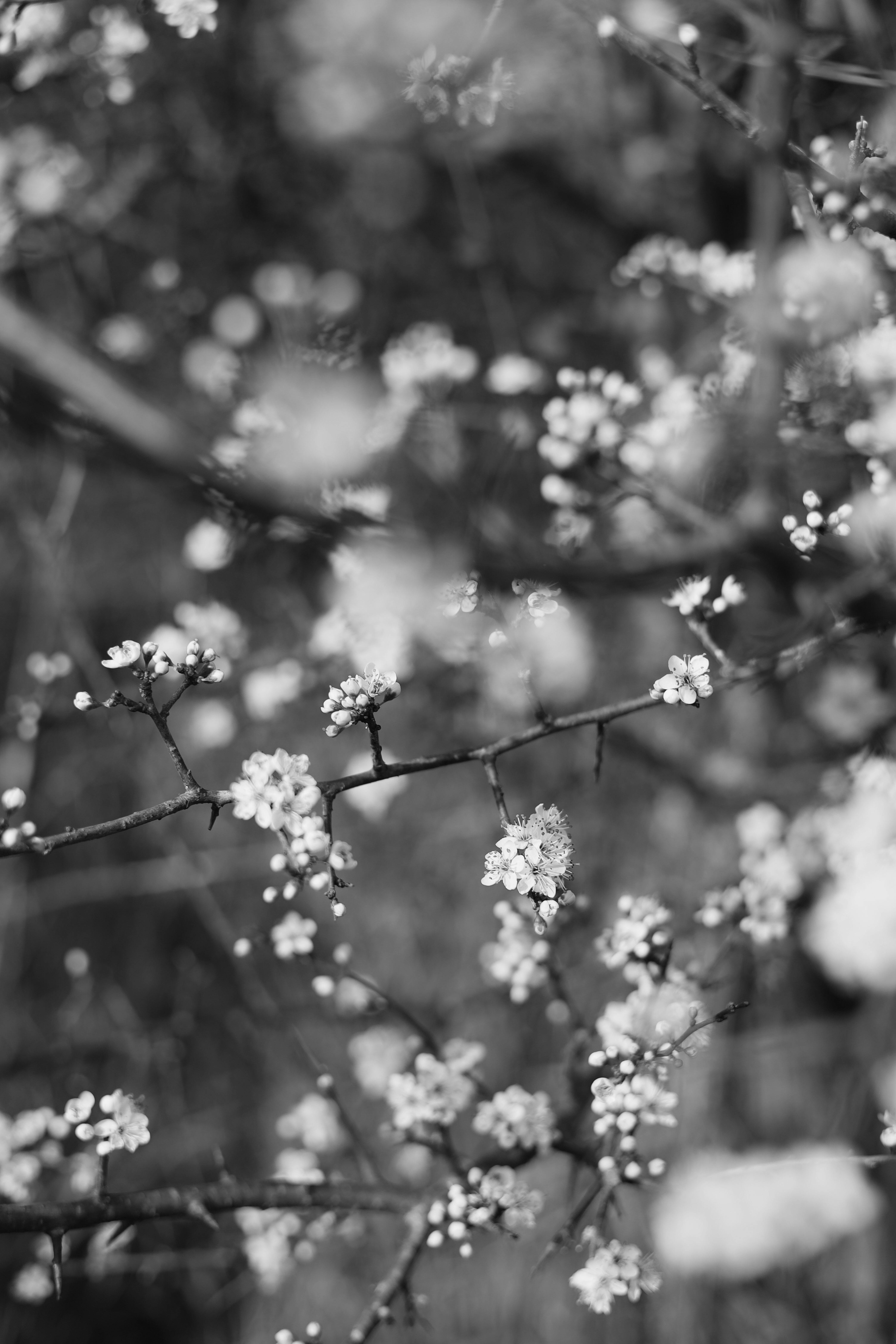 Black and white photograph of blossoms on branches, highlighting delicate spring blooms.