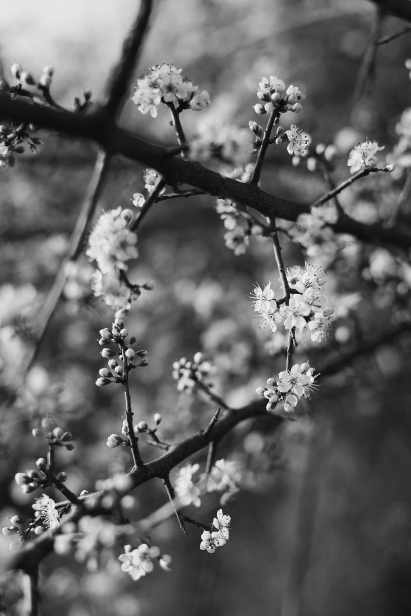 Black And White Spring Photos, Download The BEST Free Black And White ...
