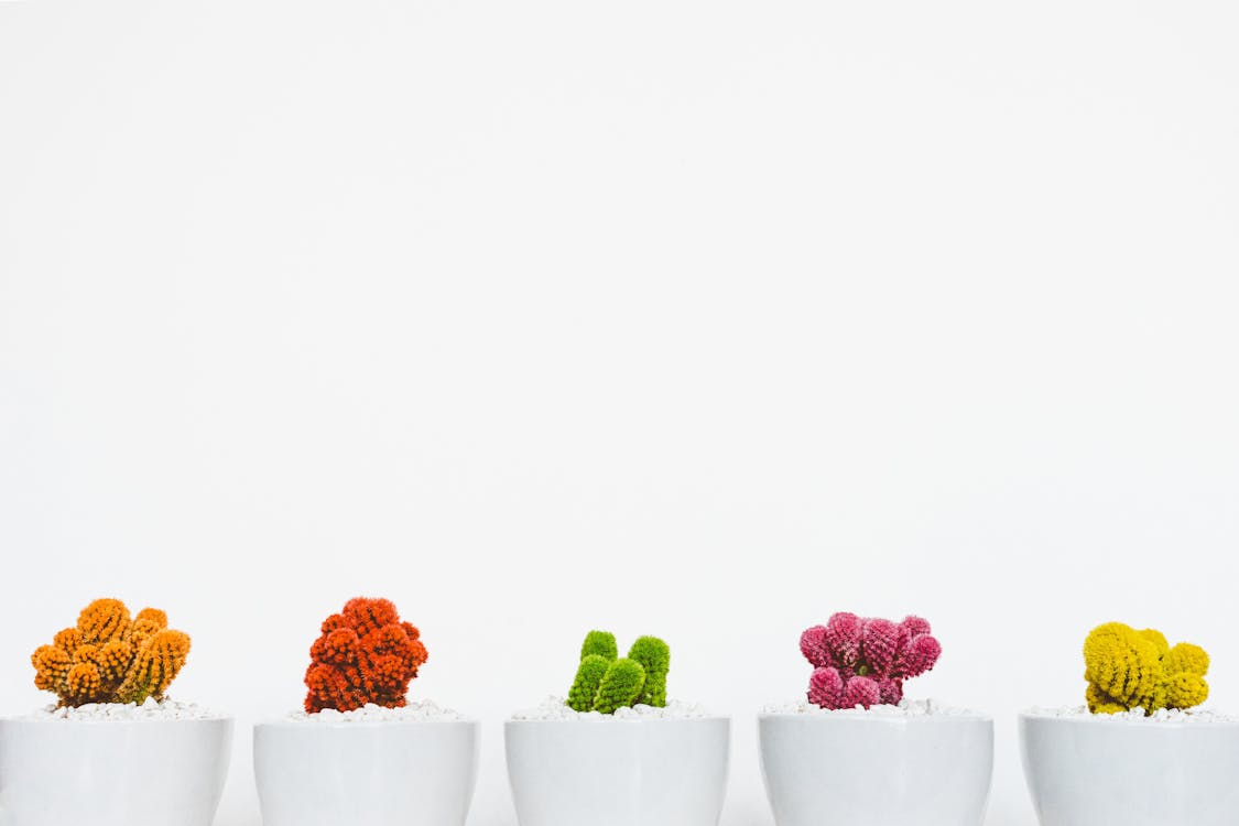 Five Assorted-color Cacti