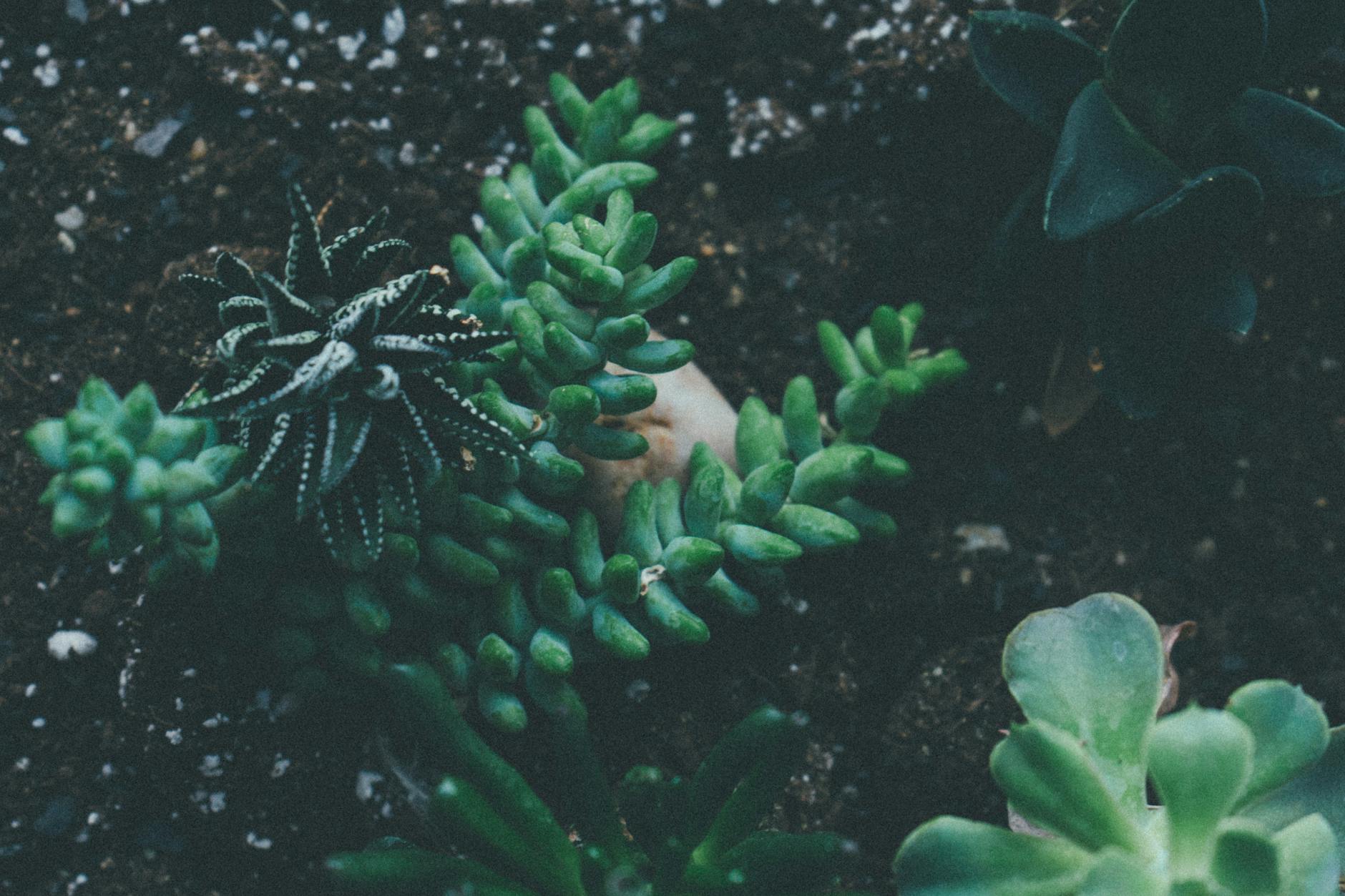 Close-up shot of various succulent plants growing in garden soil, showcasing natural beauty.