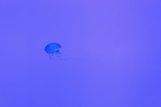 平静的水中，充满活力的极简主义水母展现出宁静的美丽