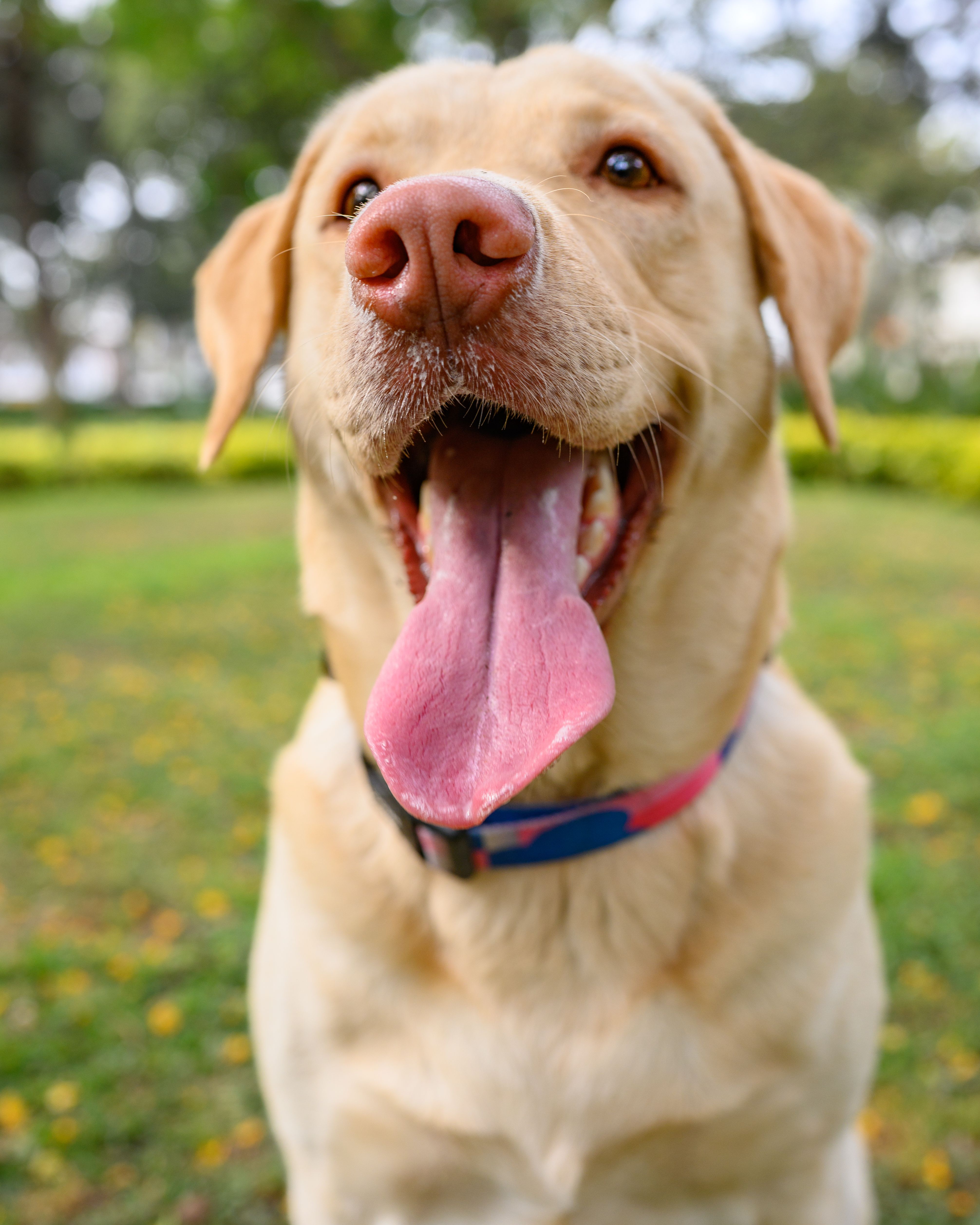 Labrador Sonriente · Foto de stock gratuita