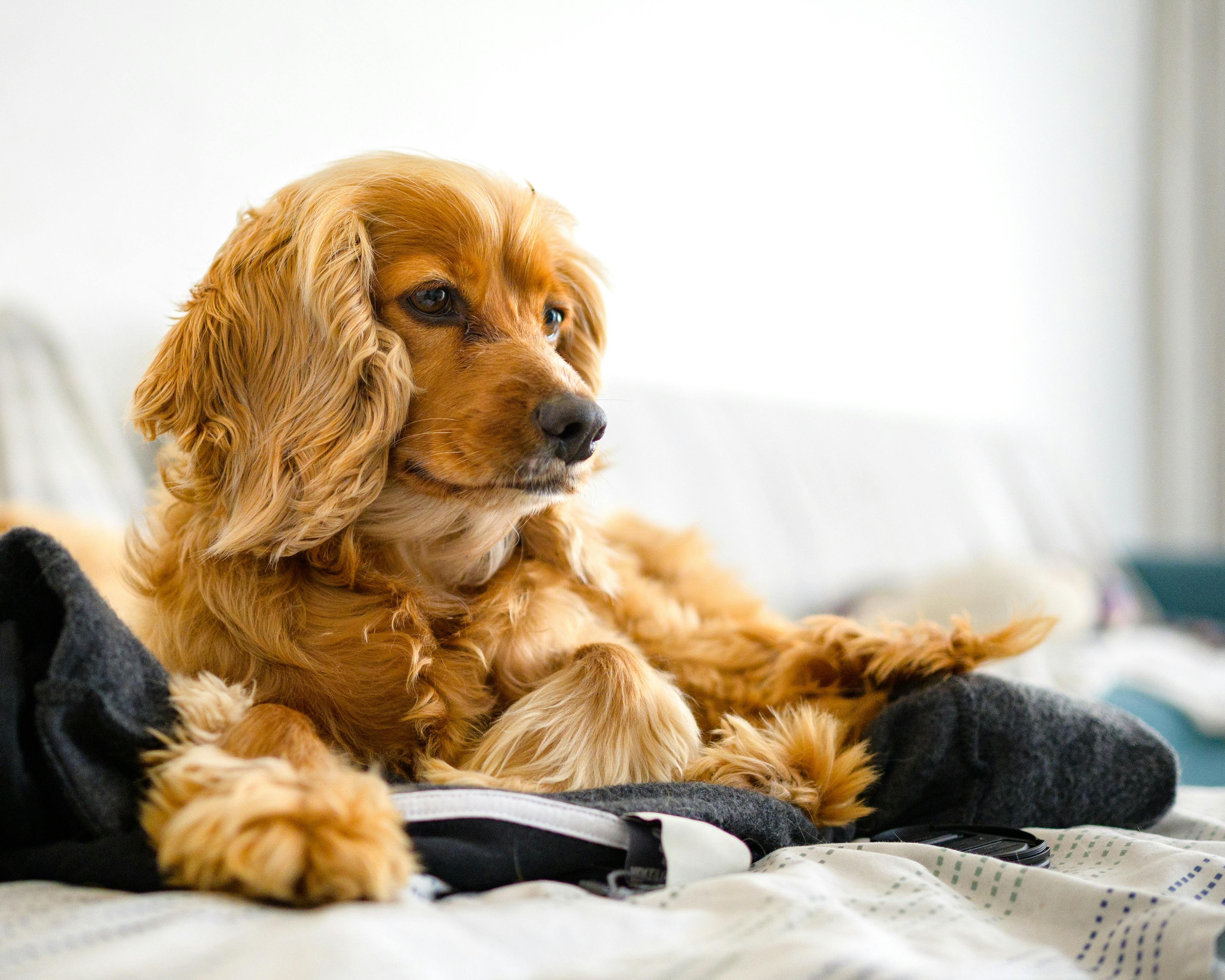 Dog looking at camera