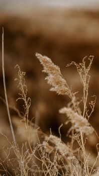 Golden & Nahaufnahme – Reduziertes Faszinierend Hintergrundbild