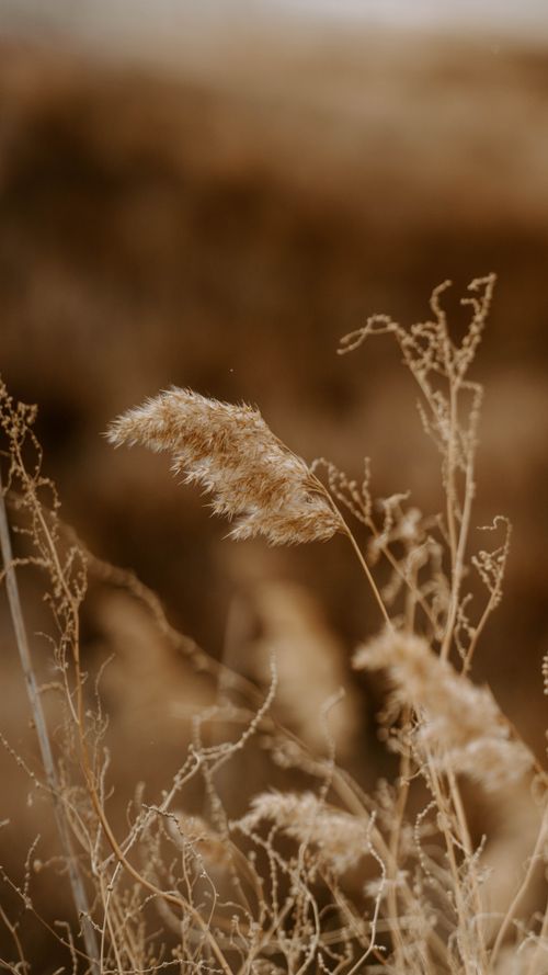 Free A tranquil scene featuring golden pampas grass gently swaying in a serene field. Stock Photo