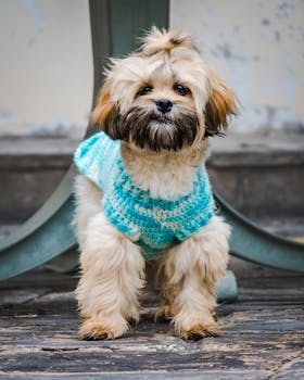 Adorable small dog wearing a wool sweater, showcasing cozy fashion outdoors in Peru.