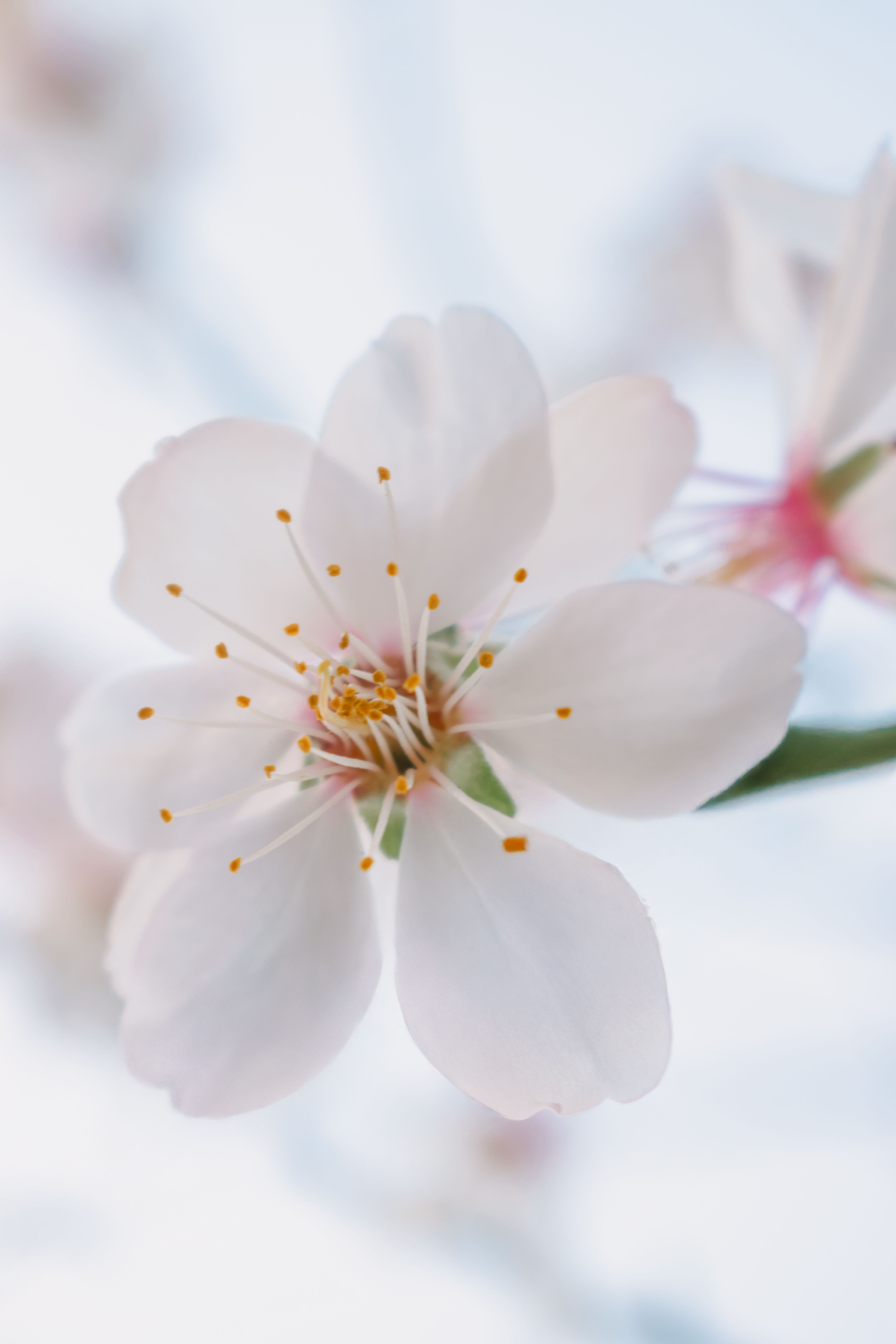 Close-up of a Delicate White Flower in Bloom · Free Stock Photo
