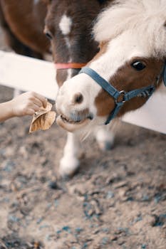 在乡村农场里，一个孩子用手喂小马，展示互动