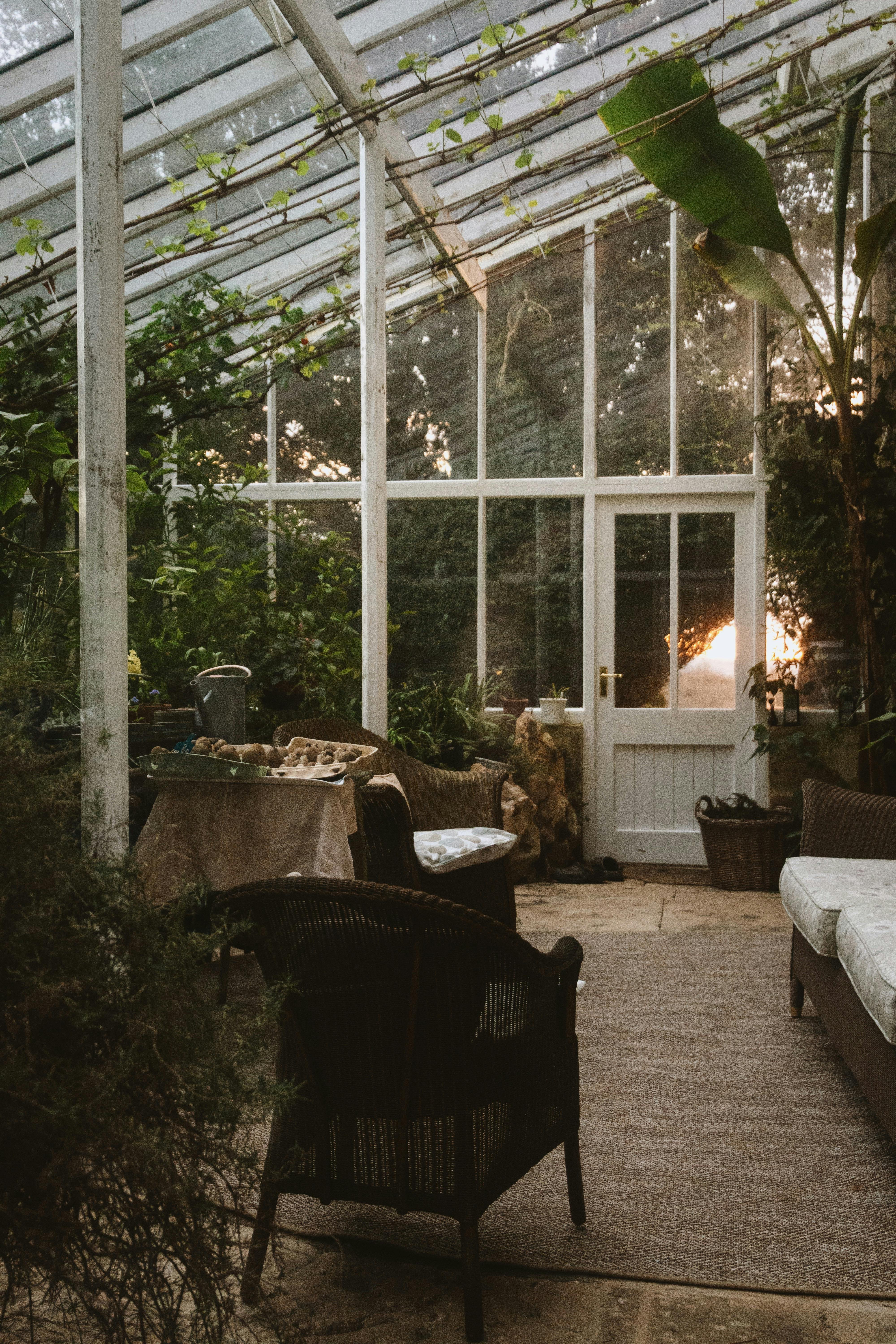 Peaceful conservatory with plants and evening sun in an English garden.