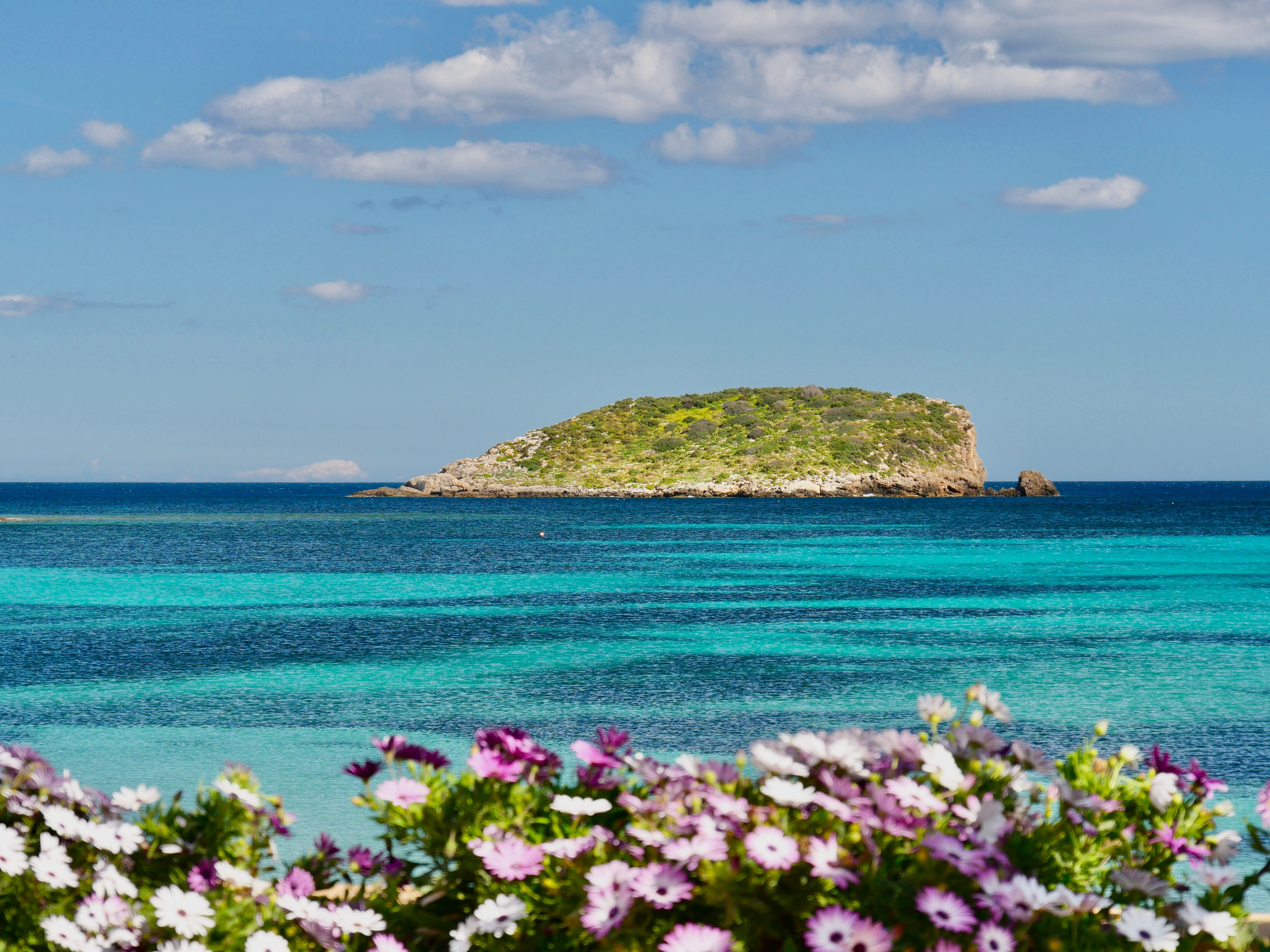 Picturesque island view with turquoise sea and coastal flowers.