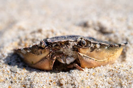 Detailed close-up of a crab partially buried in sand on Orleans beach.