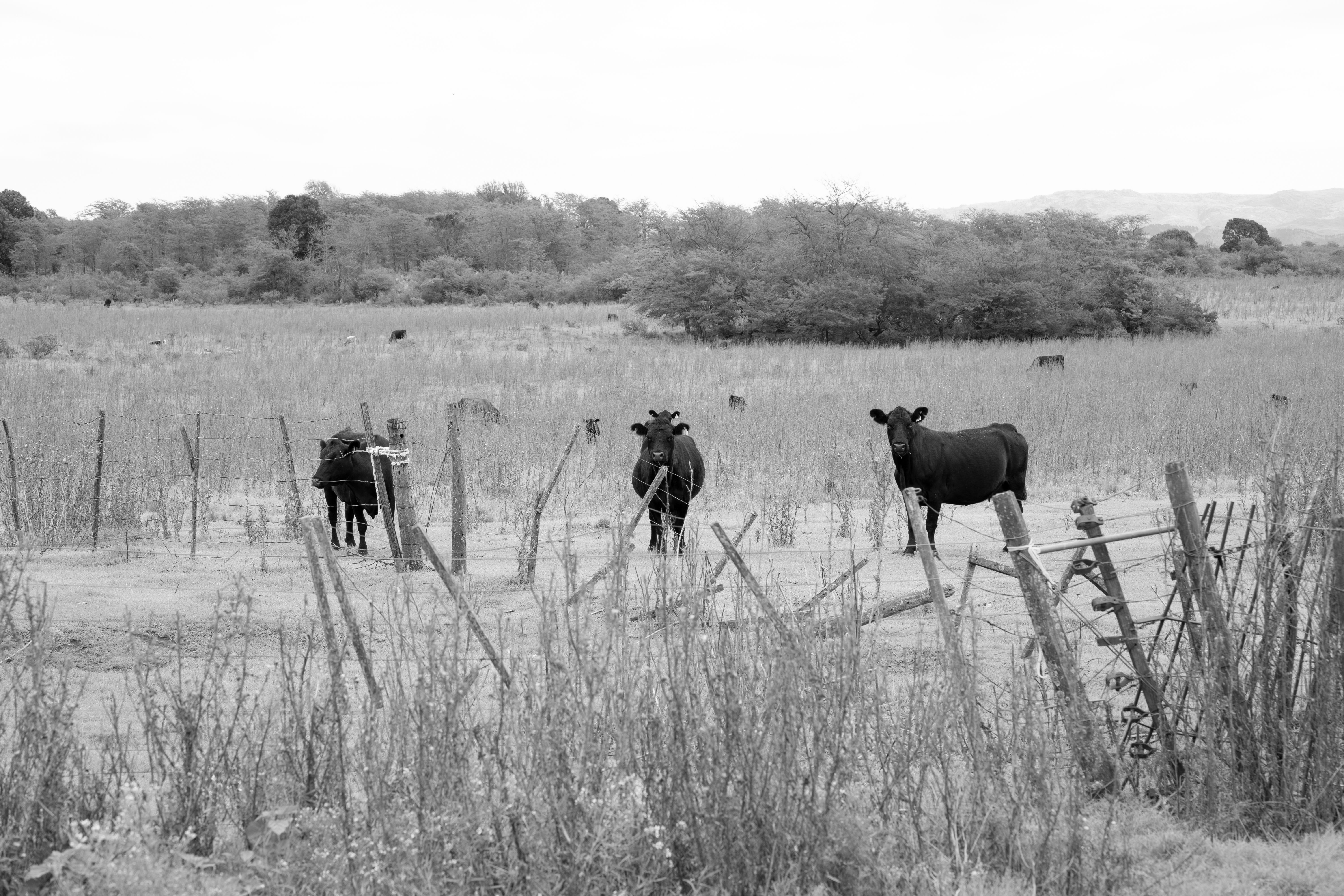 Black and White Cattle in Córdoba Farm Field · Free Stock Photo