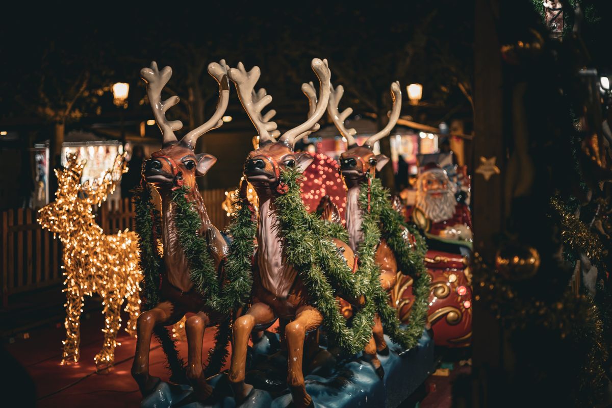 rennes pere noel - Les vrais rennes : caractéristiques et surprises biologiques