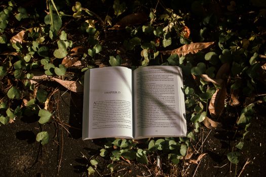 Open book surrounded by lush green leaves and sunlight creating a serene reading ambiance.
