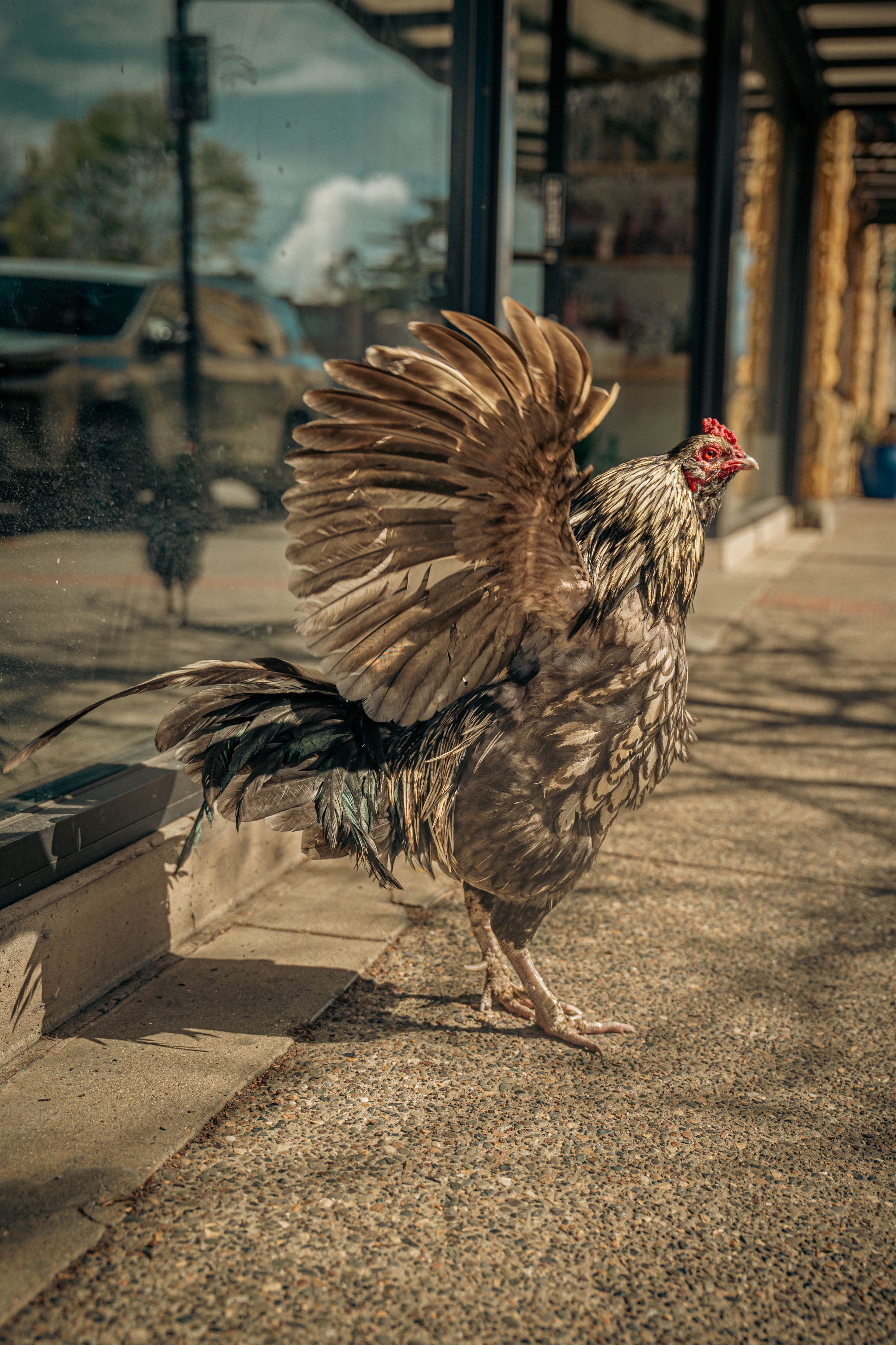 Chicken Posing on Urban Street with Reflections · Free Stock Photo