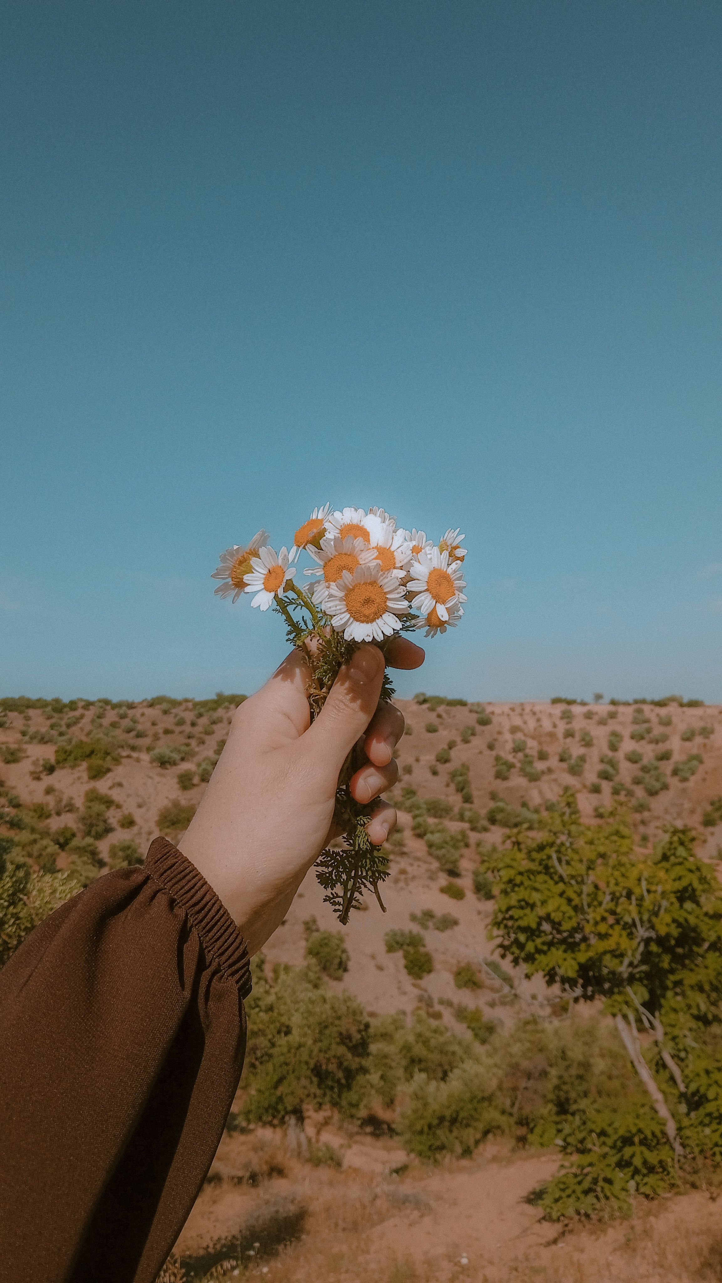 A hand holds daisies against a vast blue sky backdrop in a serene landscape.