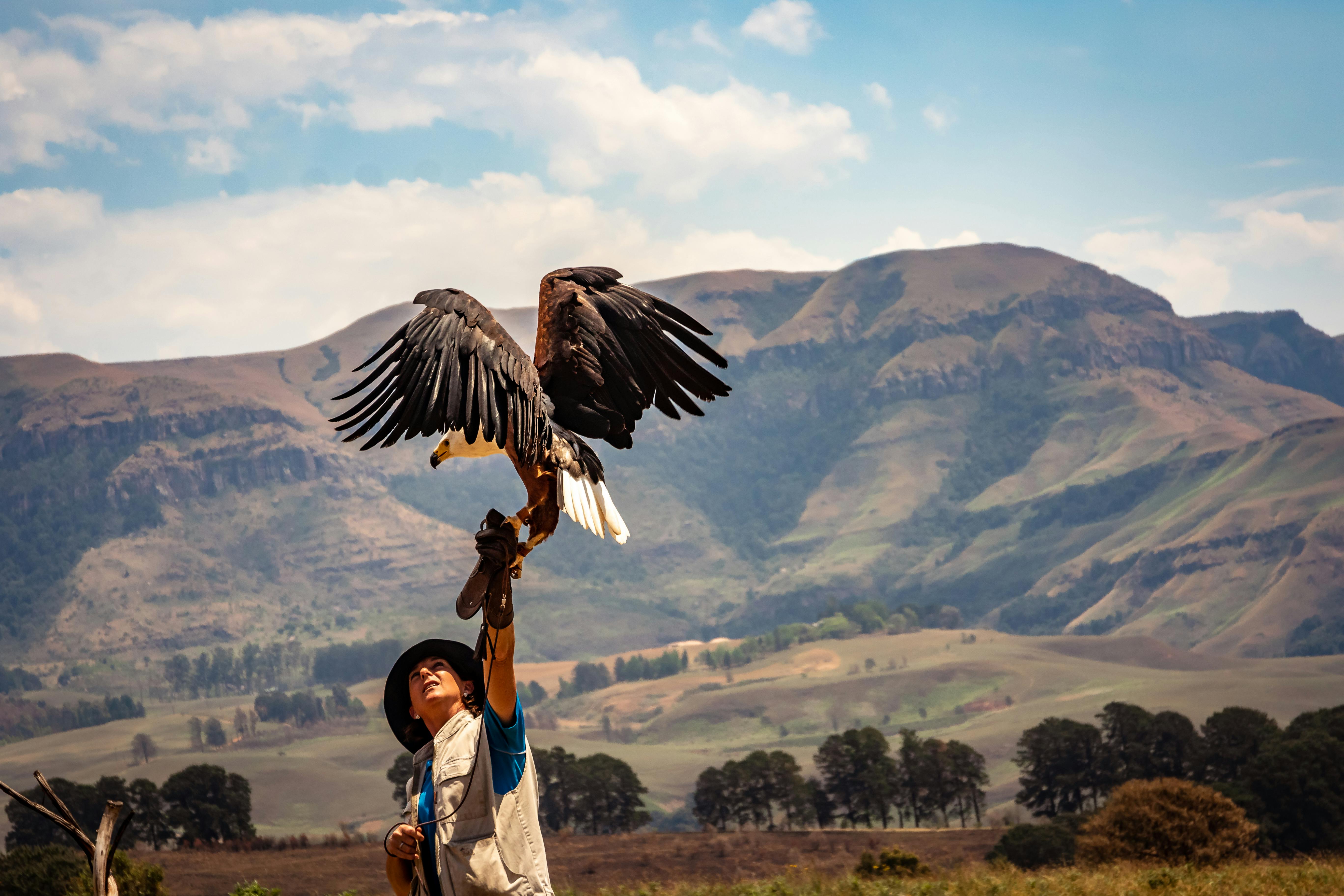 black and white eagle near man