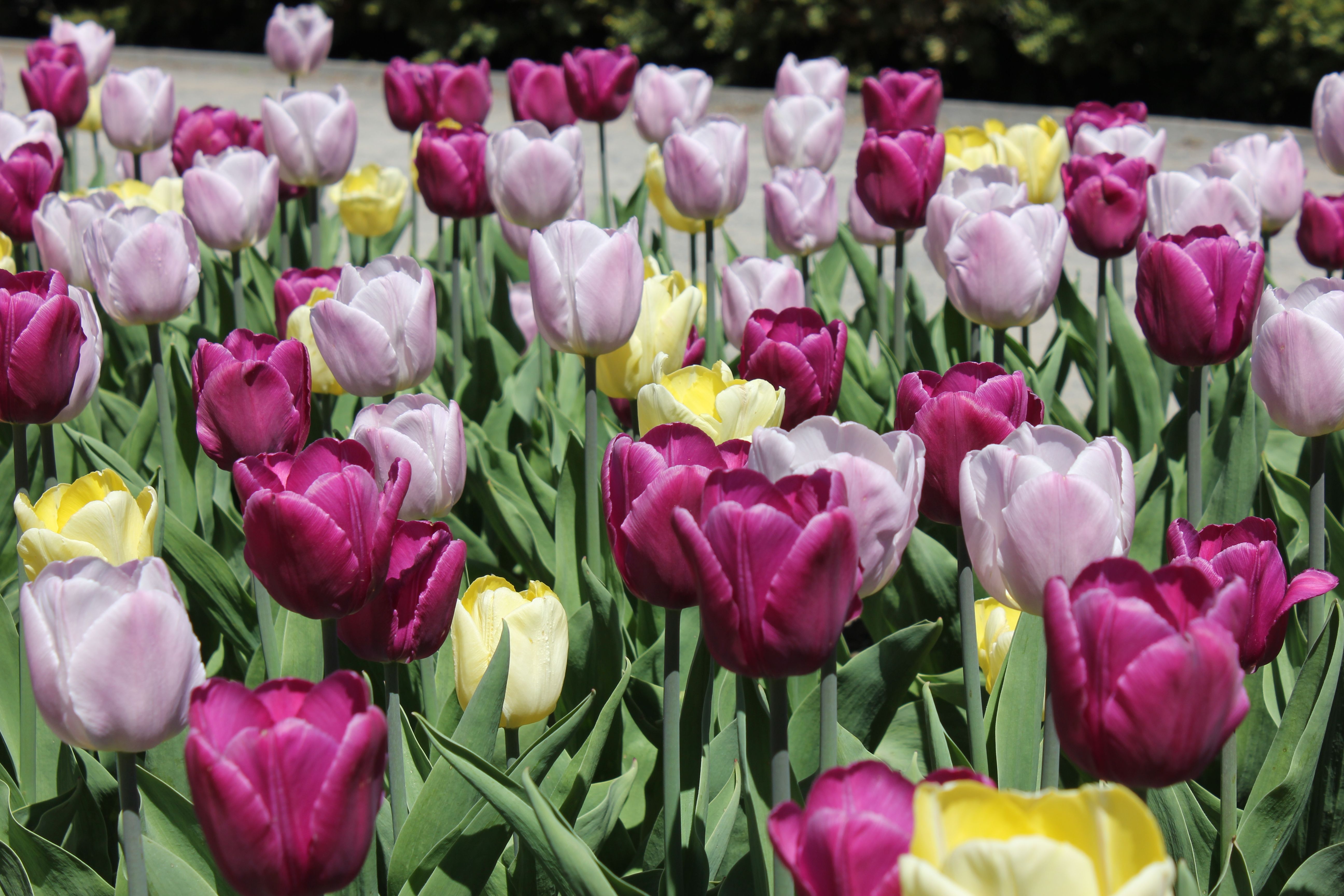 Vibrant Tulip Garden in Full Bloom Outdoors · Free Stock Photo