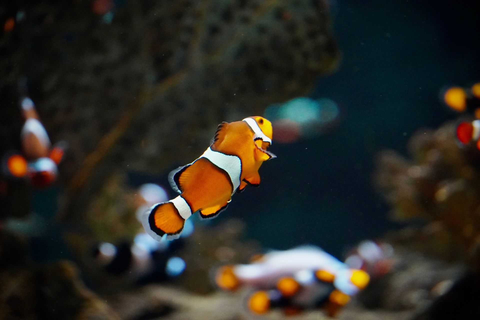 Underwater at Shark Point