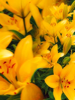 Striking close-up of vibrant yellow lilies showcasing nature's beauty and colors.