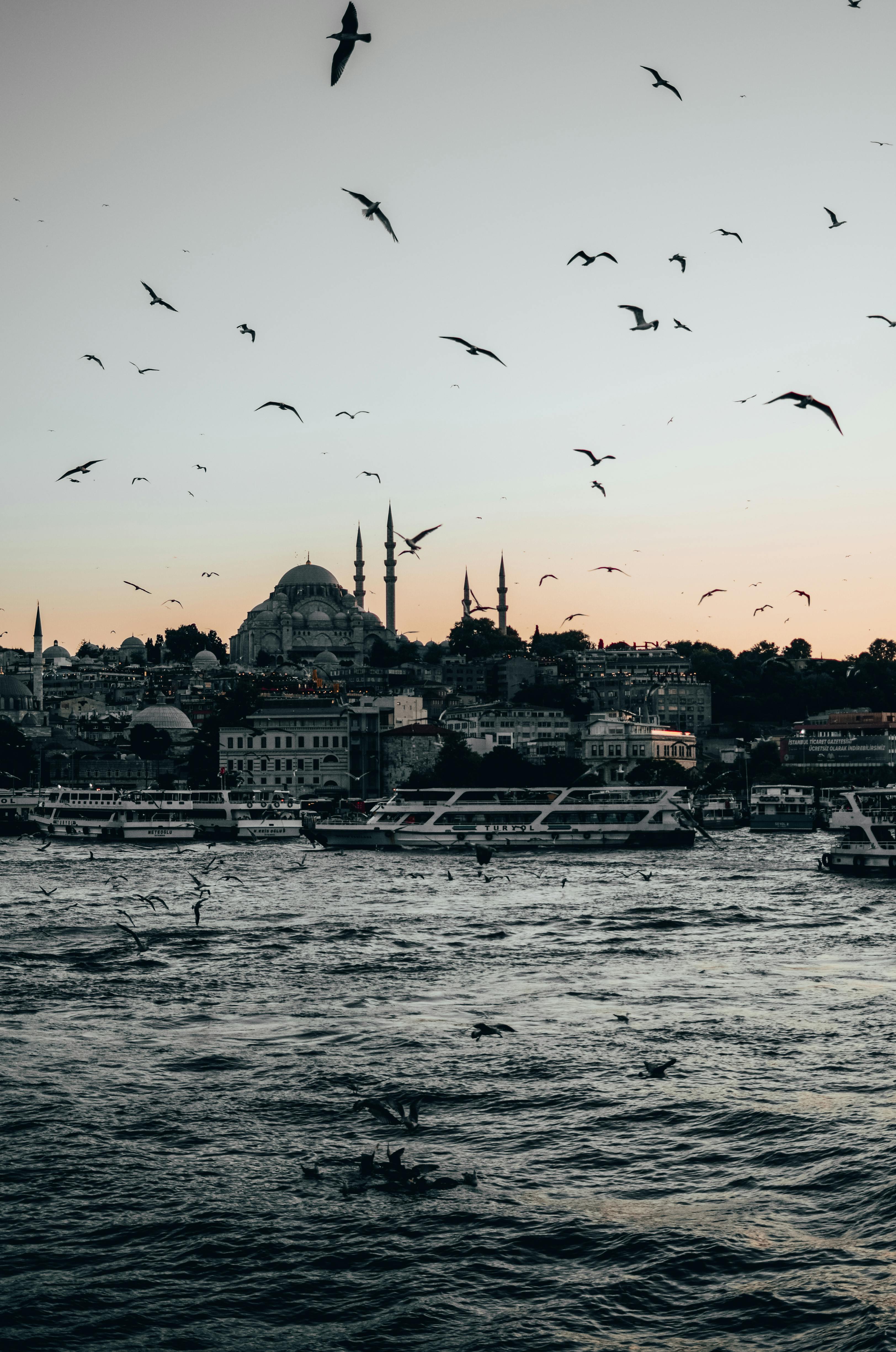 黄昏时分，海鸥飞过博斯普鲁斯海峡，伊斯坦布尔天际线的轮廓营造出宁静的城市景观