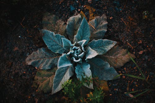 Základová fotografie zdarma na téma roslina, rostlina