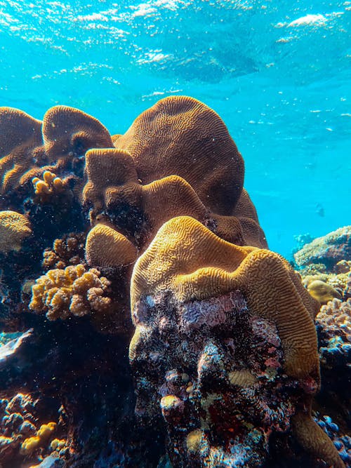 免费 珊瑚礁 素材图片