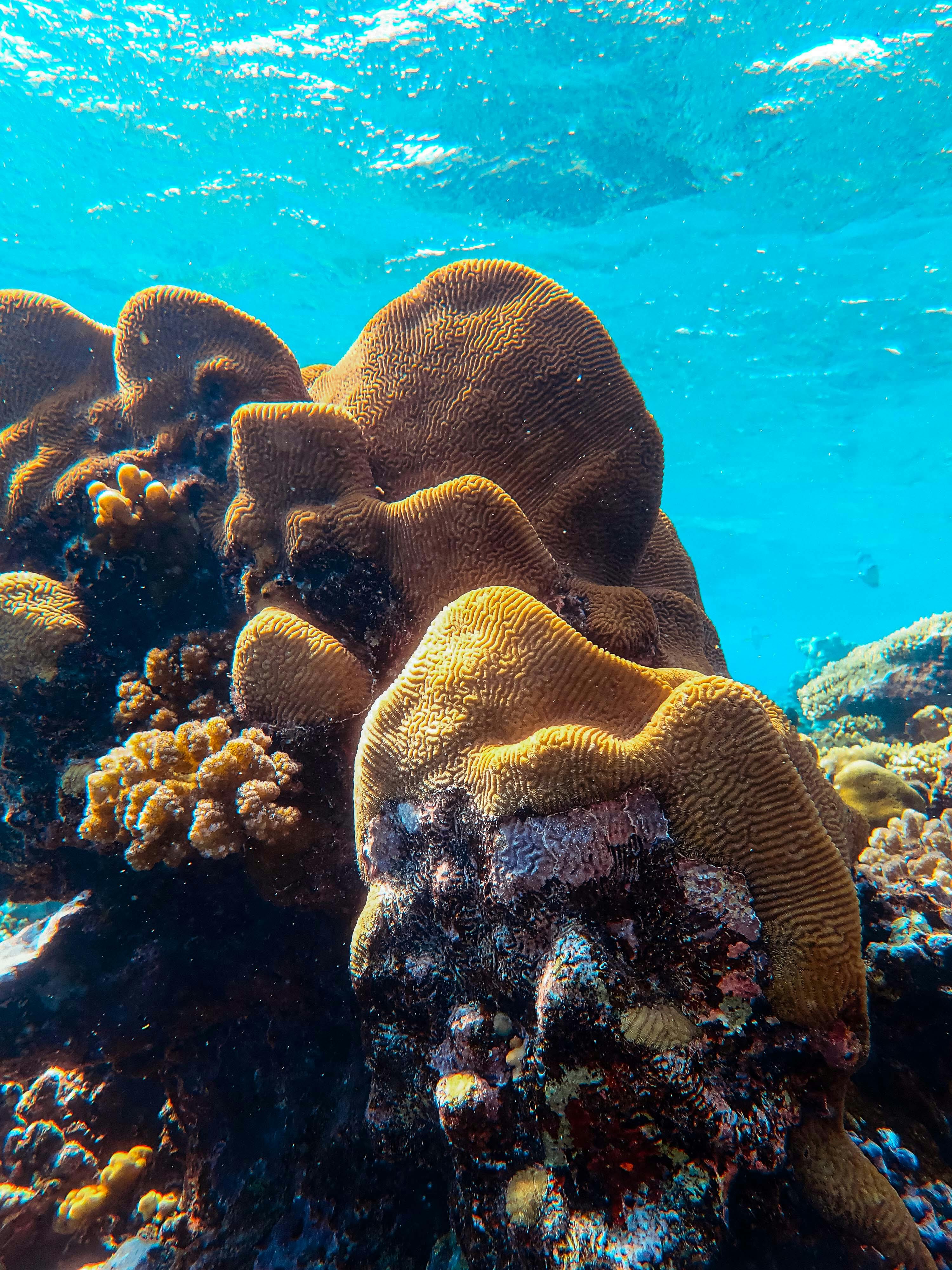 Coral Reef · Free Stock Photo