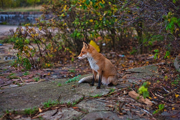 Fox Sitting On Pathway Between Plants