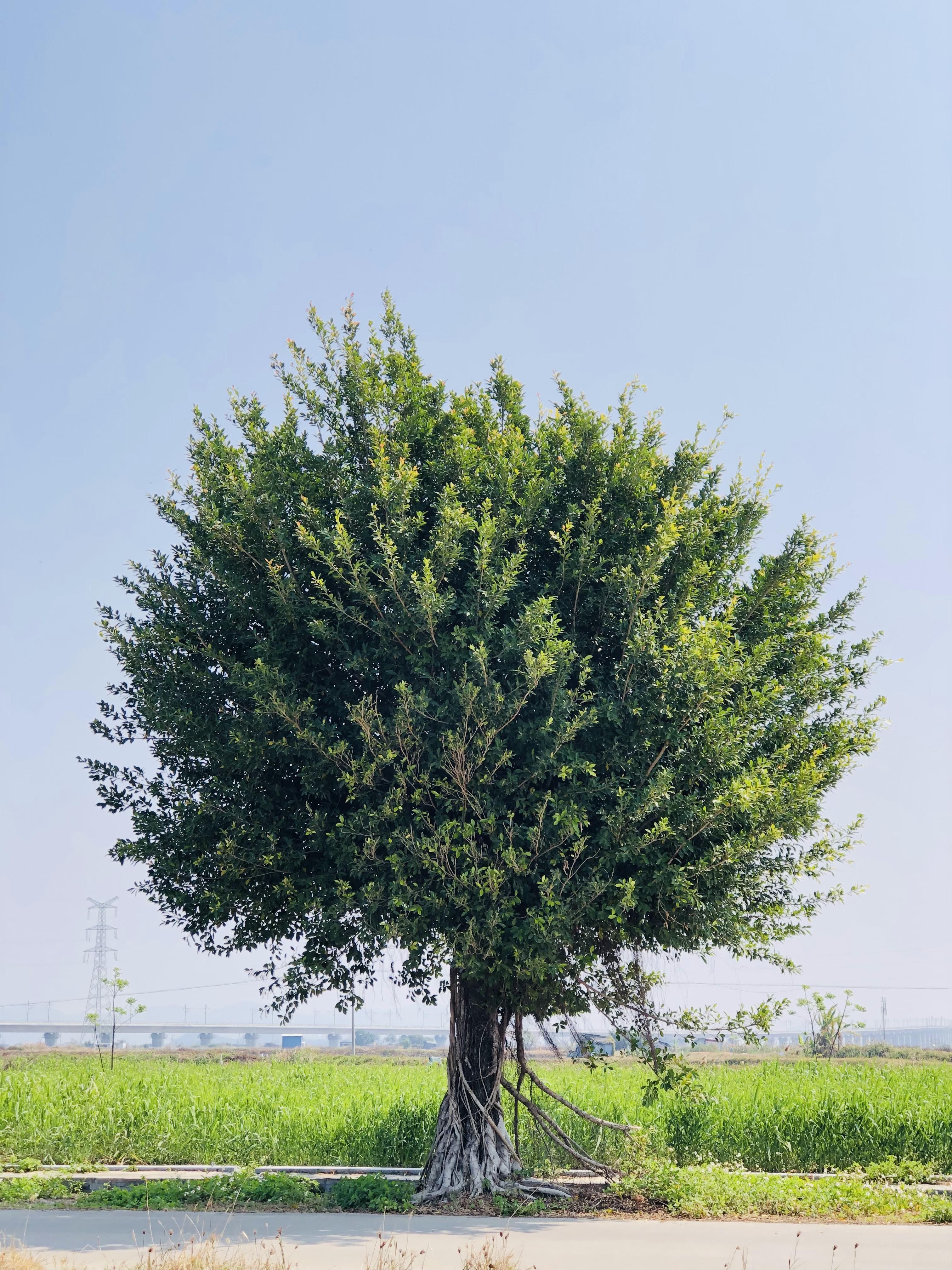 Lush Green Tree Under Clear Blue Sky · Free Stock Photo