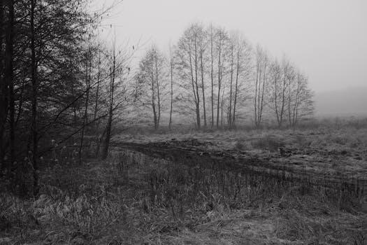 Serene black and white shot of a misty forest in winter, evoking tranquility.