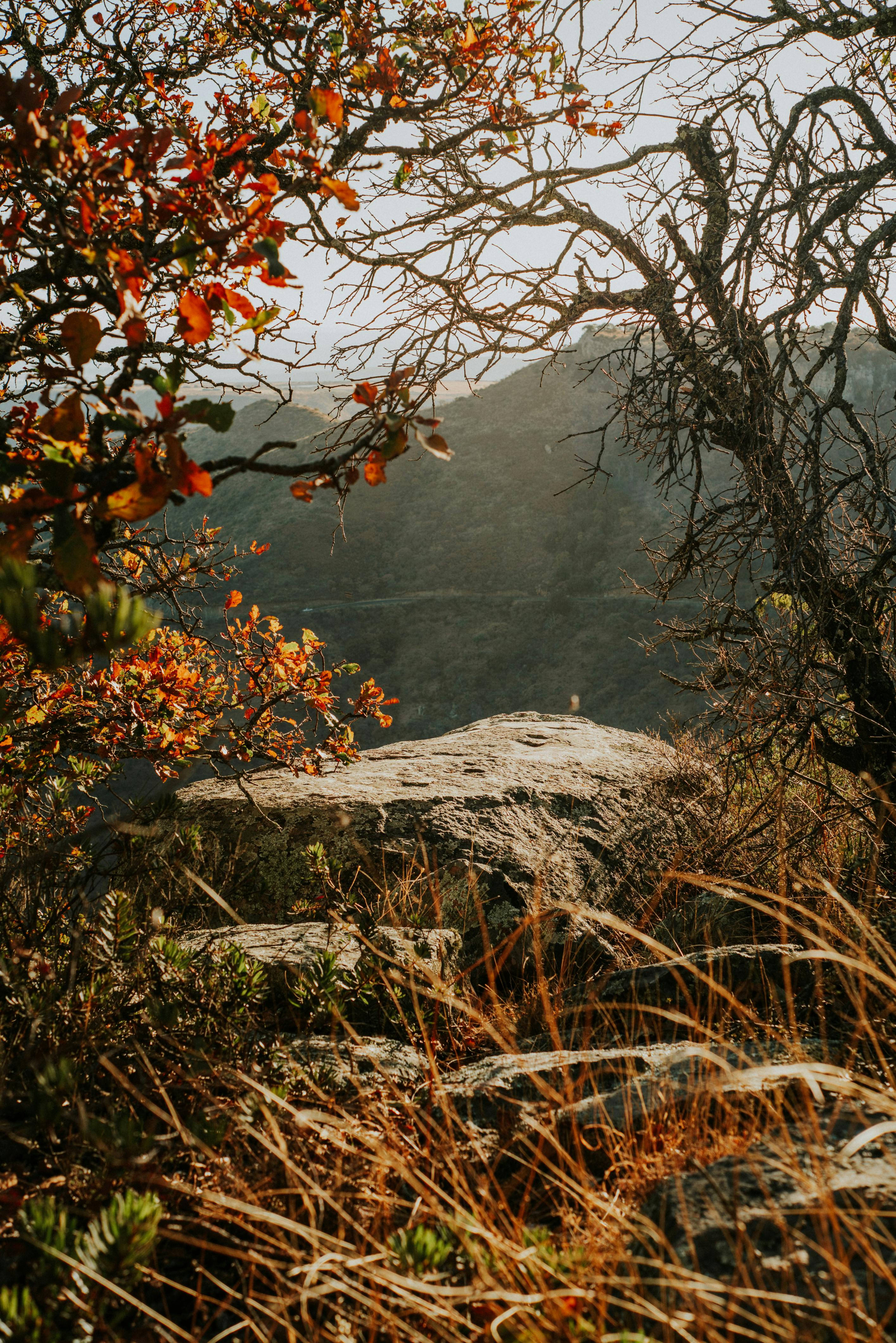 Sunlit autumn scene with rocky terrain and vibrant foliage.