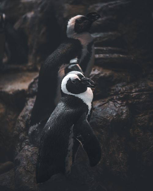 Free Two African Penguins standing on rocky terrain, captured in moody lighting. Stock Photo